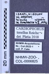 Etiketten zu Cardiophorus tenellus (Reiche & Saulcy, 1856) (NHMW-ZOO-COL-0006825)